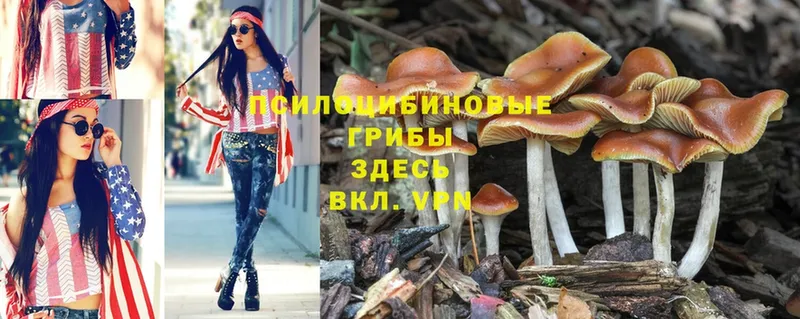 купить  сайты  Зверево  Галлюциногенные грибы Psilocybe 